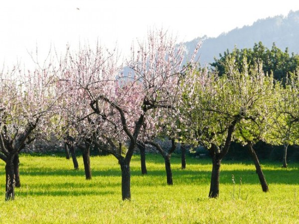 Mallorca zur Mandelblüte – Ein Traum in Rosa und Weiß