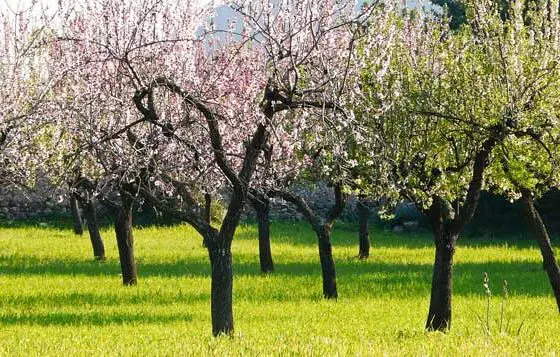 Mandelbäume in voller Blüte