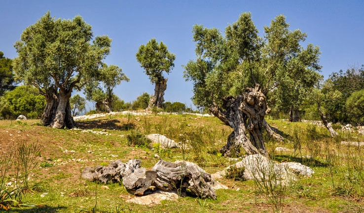Olivenbäume in der Serra de Tramuntana