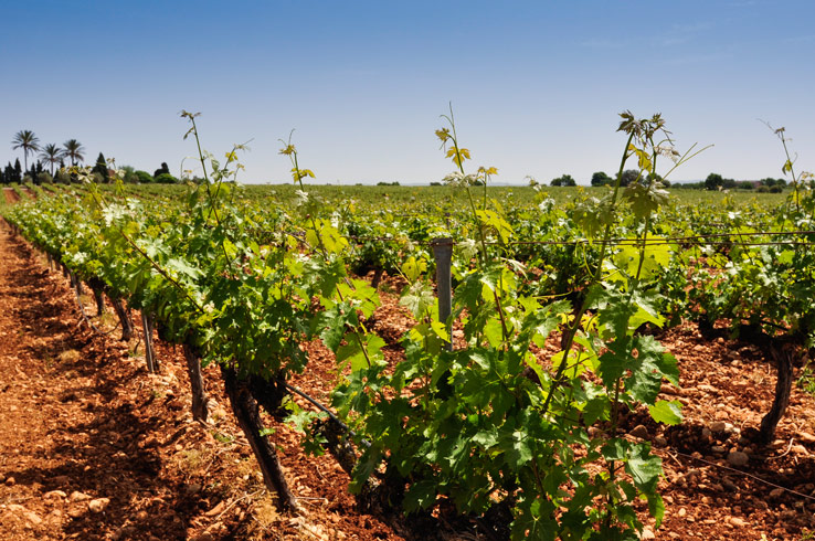 Weinanbau auf Mallorca