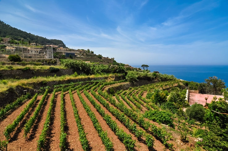 Weinanbaugebiet auf Mallorca